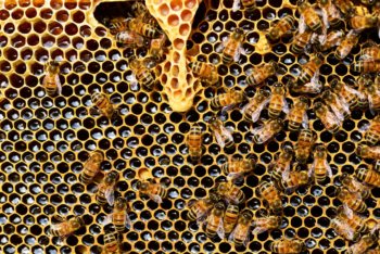 apis-mellifera-bee-beekeeping-56876